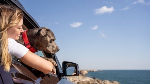 Unique dog accessories for travel and adventur Unique dog accessories for travel and adventur